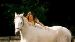 25hjorc.gif